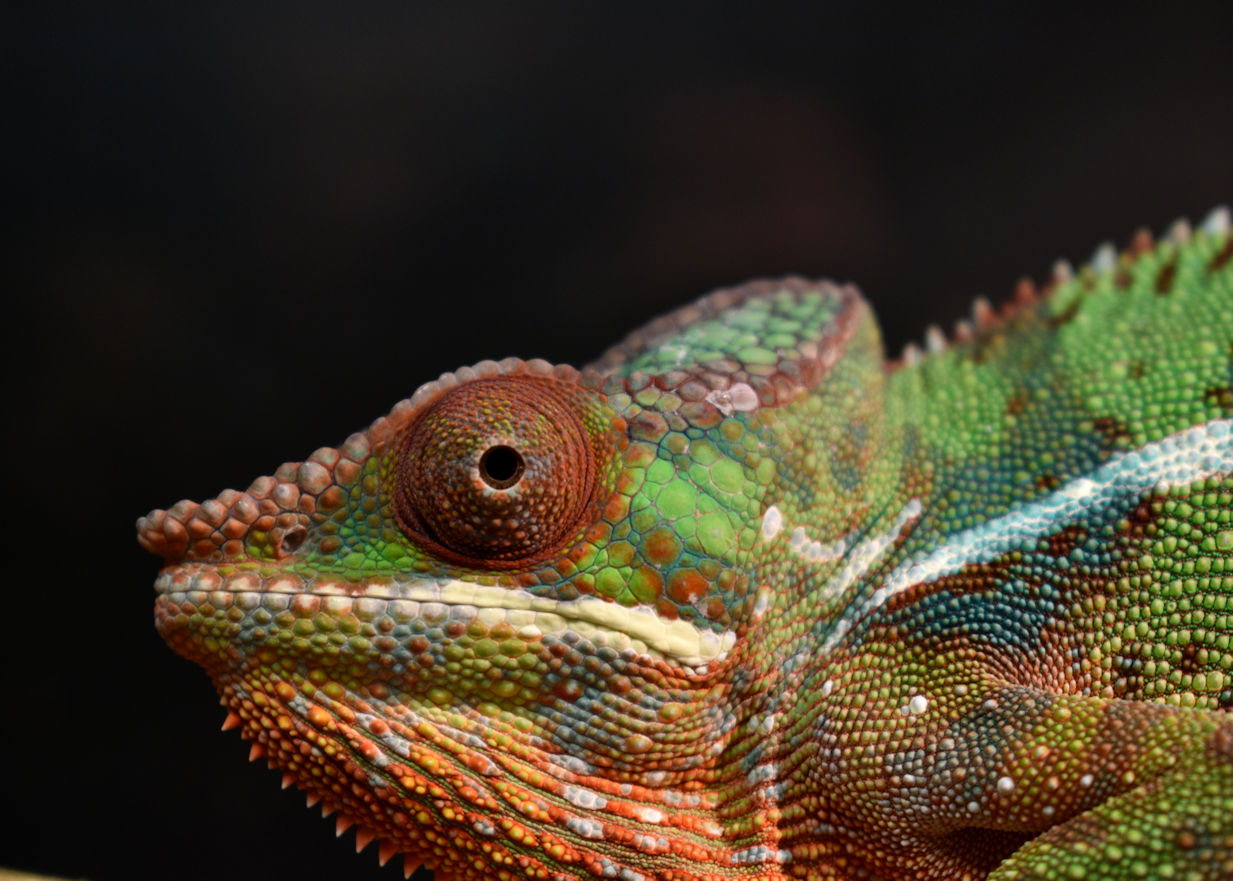 Close up chameleon