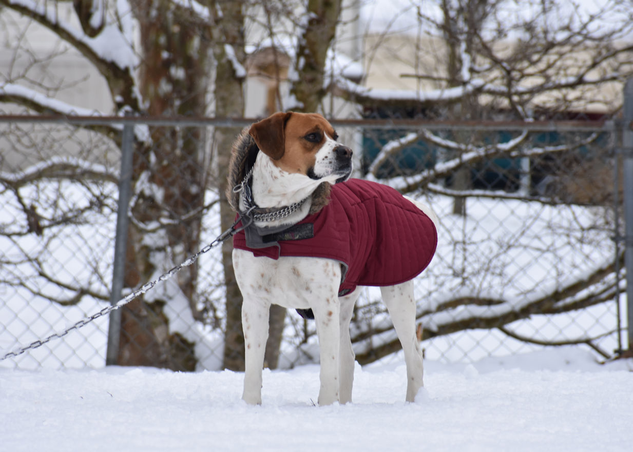 dog standing in snowy yard